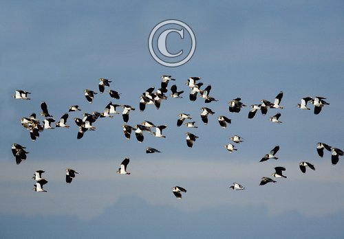 Flock of Lapwing DM1100